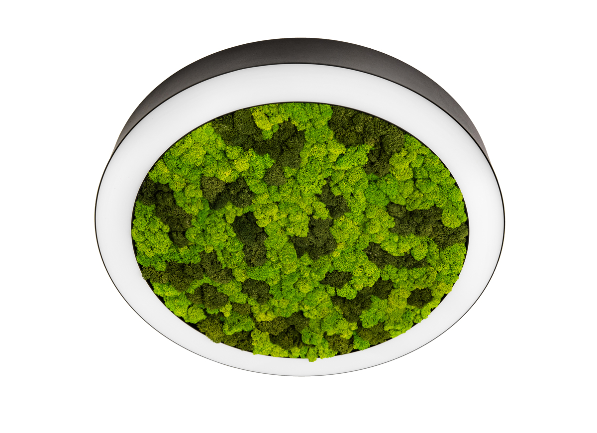 Потолочная люстра Donolux Aura Moss DL600C54NW Moss Black