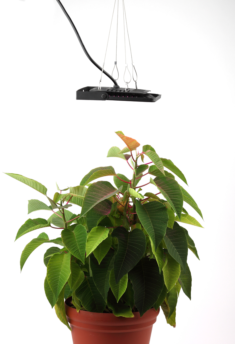 Фитопрожектор для растений Эра FITO-50W-LED-BLUERED Б0039033